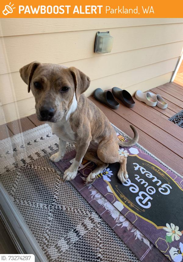 Found/Stray Female Dog last seen 129th St E. and 6th Ave., Parkland, WA 98445