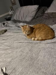 Lost Male Cat last seen Dunellon road, Dunnellon, FL 34434