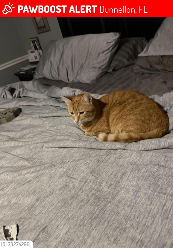 Lost Male Cat last seen Dunellon road, Dunnellon, FL 34434