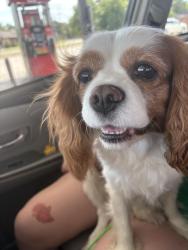 Found/Stray Male Dog last seen Meadow Drive in Harvard Drive by the stop sign, Fort Smith, AR 72908