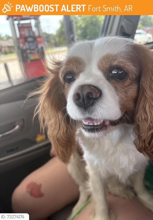 Found/Stray Male Dog last seen Meadow Drive in Harvard Drive by the stop sign, Fort Smith, AR 72908