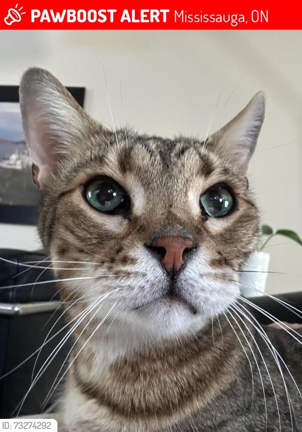 Lost Male Cat last seen Lakeshore, Clarkson Go, meadowood, Mississauga, ON 