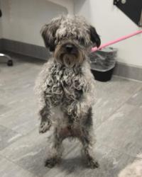 Shelter Stray Male Dog last seen , 2080 S Quebec St, Denver, CO 80231, USA