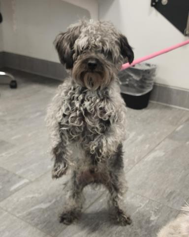 Shelter Stray Male Dog last seen , 2080 S Quebec St, Denver, CO 80231, USA
