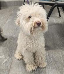 Shelter Stray Male Dog last seen , 2080 S Quebec St, Denver, CO 80231, USA