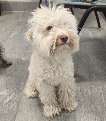 Shelter Stray Male Dog last seen , 2080 S Quebec St, Denver, CO 80231, USA