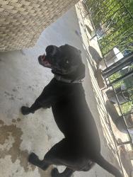 Found/Stray Male Dog last seen Ellis & Gilbert, Wichita, KS 67211