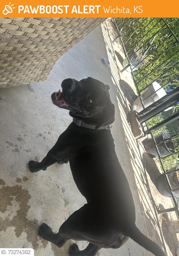 Found/Stray Male Dog last seen Ellis & Gilbert, Wichita, KS 67211