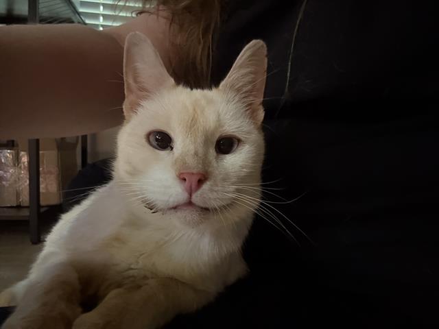 Shelter Stray Female Cat last seen CHARLOTTE, 8315 Byrum Dr, Charlotte, NC 28217, USA