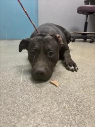 Shelter Stray Female Dog last seen Near BLOCK RINGE LN, LAS VEGAS NV 89156, 655 N Mojave Rd, Las Vegas, NV 89101, USA