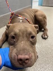 Shelter Stray Male Dog last seen Near BLOCK RINGE LN, LAS VEGAS NV 89156, 655 N Mojave Rd, Las Vegas, NV 89101, USA