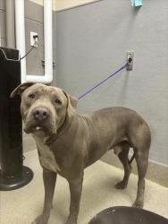 Shelter Stray Male Dog last seen Near BLOCK RINGE LN, LAS VEGAS NV 89156, 655 N Mojave Rd, Las Vegas, NV 89101, USA
