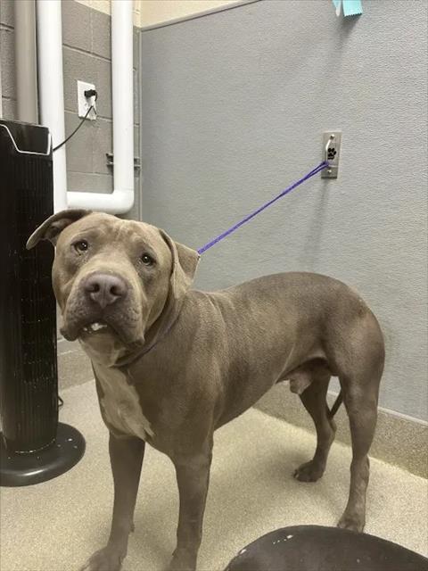 Shelter Stray Male Dog last seen Near BLOCK RINGE LN, LAS VEGAS NV 89156, 655 N Mojave Rd, Las Vegas, NV 89101, USA