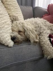 Found/Stray Female Dog last seen Arrow and cheer, Fontana, CA 92335