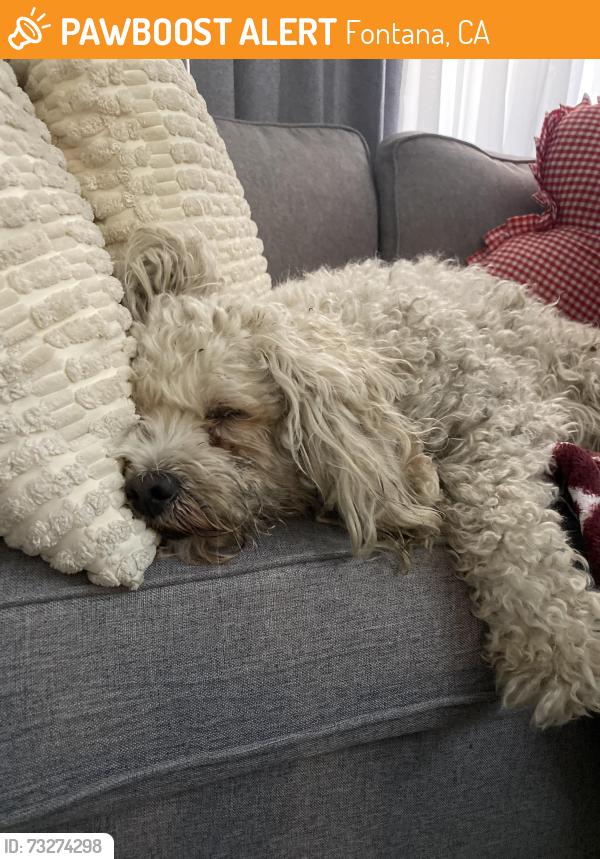 Found/Stray Female Dog last seen Arrow and cheer, Fontana, CA 92335