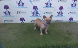 Shelter Stray Female Dog last seen , 2769 Conroy Rd, Orlando, FL 32839, USA