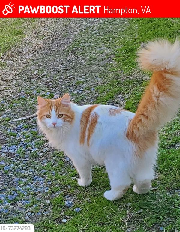 Lost Male Cat last seen Tappan & Buckroe Ave, Hampton, VA 23664