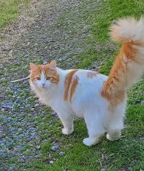 Lost Male Cat last seen Tappan & Buckroe Ave, Hampton, VA 23664
