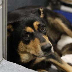 Shelter Stray Female Dog last seen Near BLOCK S PRESA ST, 4710 TX-151, San Antonio, TX 78227, USA