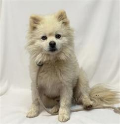 Shelter Stray Male Dog last seen , 38550 Sierra Hwy, Palmdale, CA 93550, USA