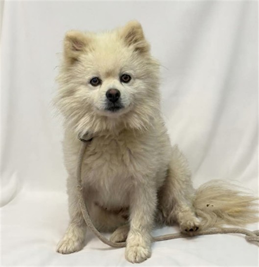 Shelter Stray Male Dog last seen , 38550 Sierra Hwy, Palmdale, CA 93550, USA