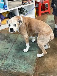 Shelter Stray Female Dog last seen HIGHWAY 41, 31078 LA-36, Lacombe, LA 70445, USA