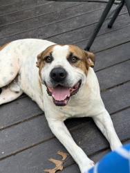 Found/Stray Male Dog last seen Shakerag Rd/Stillhouse Road Ellijay GA, Gilmer County, GA 30540