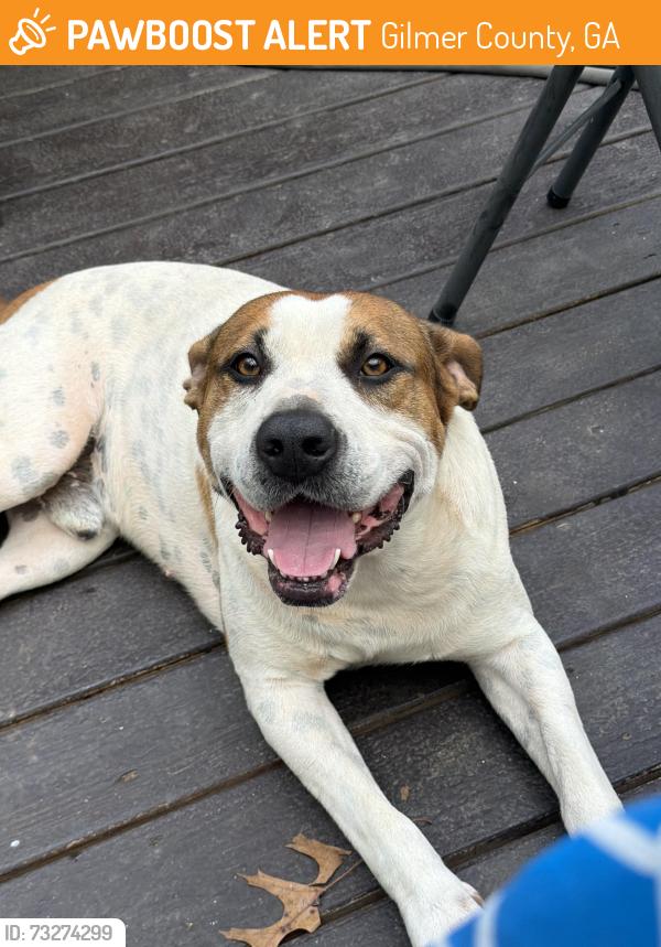 Found/Stray Male Dog last seen Shakerag Rd/Stillhouse Road Ellijay GA, Gilmer County, GA 30540