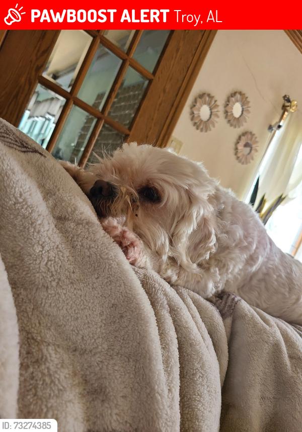 Lost Male Dog last seen Troy University, Troy, AL 36081