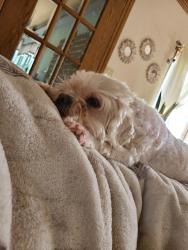 Lost Male Dog last seen Troy University, Troy, AL 36081