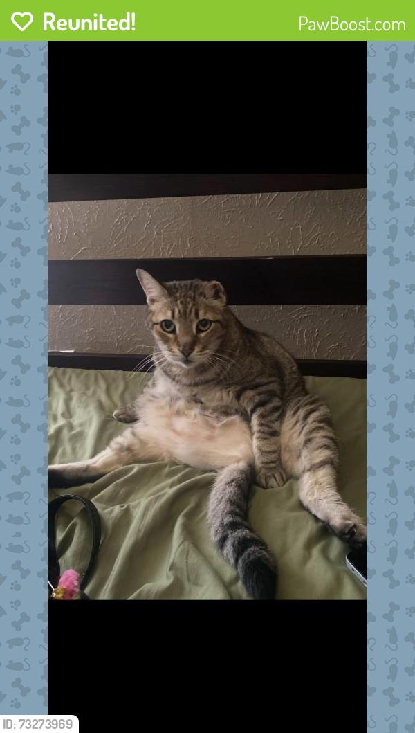 Reunited Male Cat last seen Falcon Lakes apmts, Arlington, TX 76001