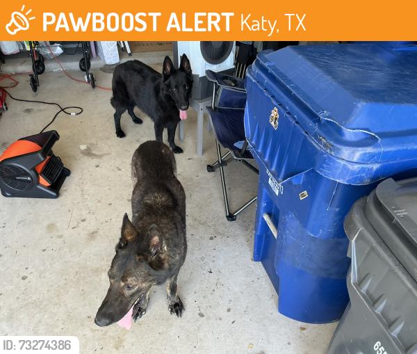 Found/Stray Unknown Dog last seen Morton ranch, Katy, TX 77449