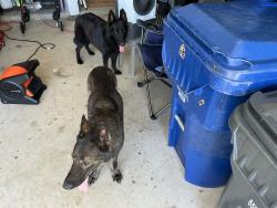 Found/Stray Unknown Dog last seen Morton ranch, Katy, TX 77449