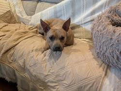 Found/Stray Female Dog last seen 55th street 14th ave, Sacramento, CA 95817