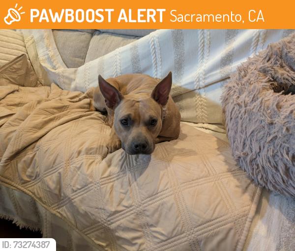 Found/Stray Female Dog last seen 55th street 14th ave, Sacramento, CA 95817