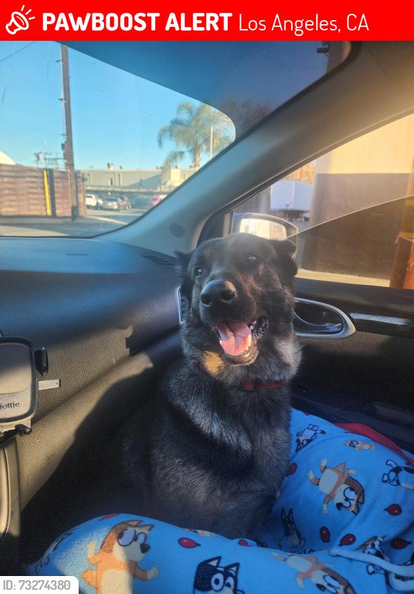 Lost Male Dog last seen Near Edloft Ave, Los Angeles, CA 90032, Los Angeles, CA 90032