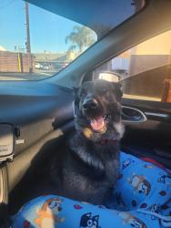 Lost Male Dog last seen Near Edloft Ave, Los Angeles, CA 90032, Los Angeles, CA 90032