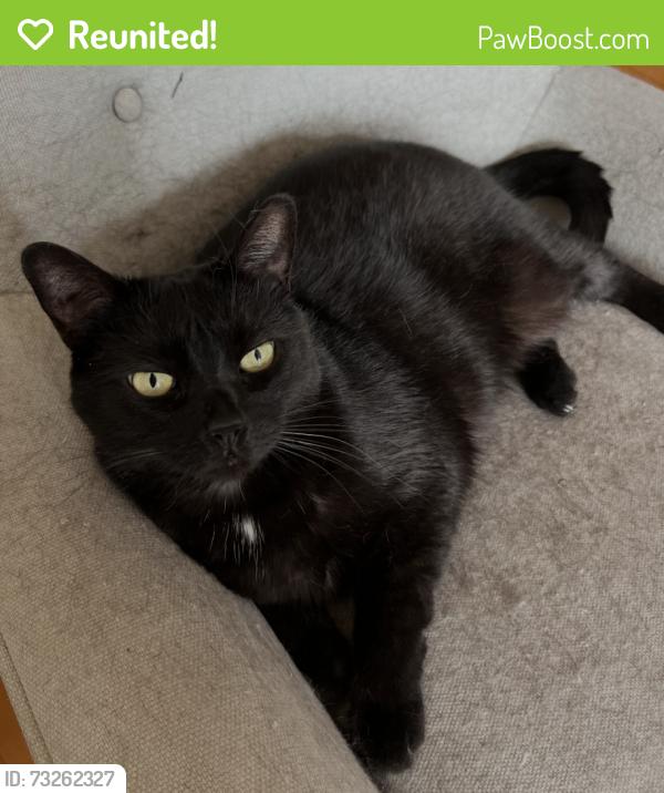 Reunited Female Cat last seen Intersection rue Lemoyne-ouest et Dollard, Longueuil, QC J4K 4M4