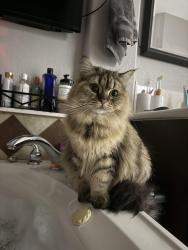 Lost Male Cat last seen Nelson Ranch and buttercup Creek, Cedar Park, TX 78613