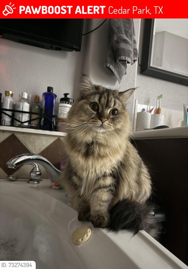Lost Male Cat last seen Nelson Ranch and buttercup Creek, Cedar Park, TX 78613