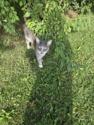 Found/Stray Male Cat last seen Elper and 125, Indianapolis, IN 46217