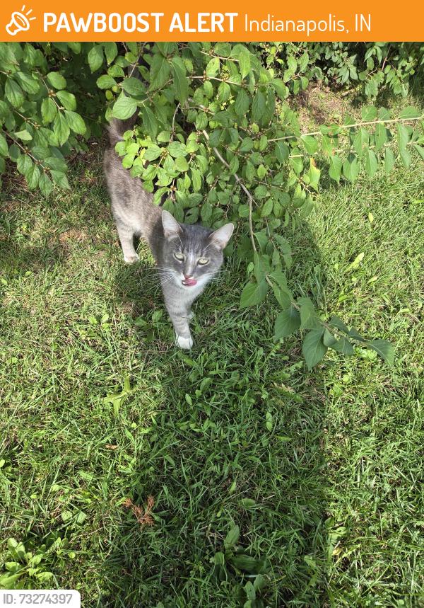 Found/Stray Male Cat last seen Elper and 125, Indianapolis, IN 46217