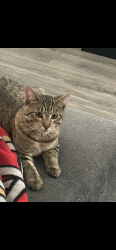 Lost Male Cat last seen Sunnyside And Sumner Ave, Fowler, CA 93625