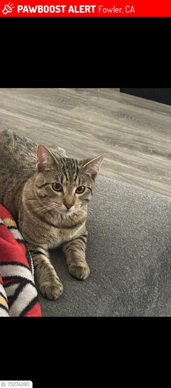 Lost Male Cat last seen Sunnyside And Sumner Ave, Fowler, CA 93625