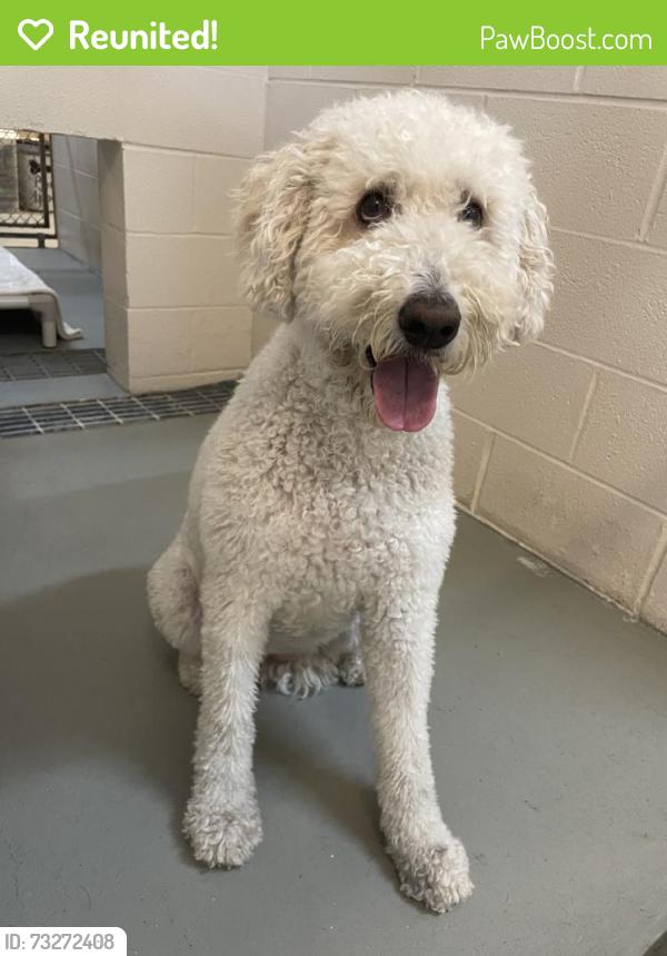 Reunited Female Dog last seen Jacksonville Beach Animal Control, Jacksonville Beach, FL 32250