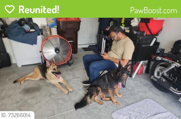 Reunited Female Dog last seen sw 88th ct ocala fl 34473, On Top of the World, FL 34481