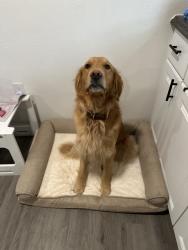 Lost Male Dog last seen Varietal brewing company, Sunnyside, WA 98944