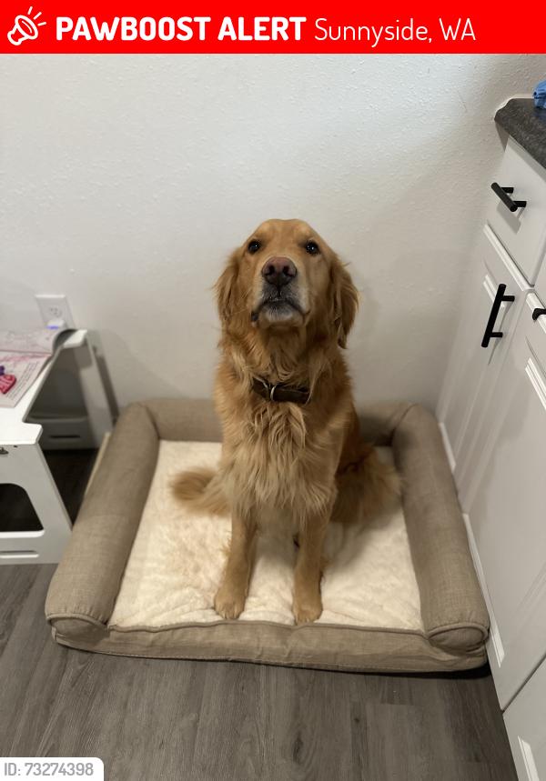 Lost Male Dog last seen Varietal brewing company, Sunnyside, WA 98944