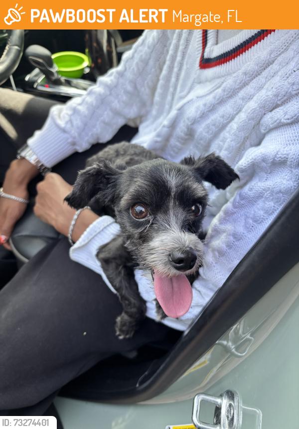 Found/Stray Female Dog last seen viscaya and barcelona terr, Margate, FL 33063