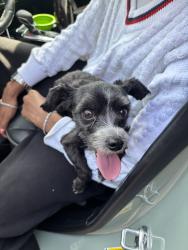 Found/Stray Female Dog last seen viscaya and barcelona terr, Margate, FL 33063